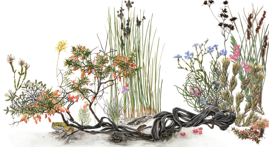 Astoloma Frogs and Darwinia – Cape Arid Artwork