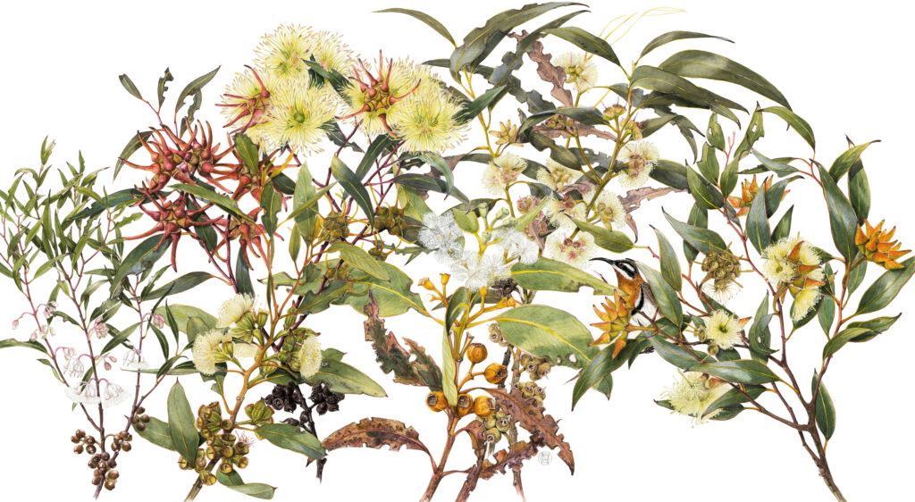 Eucaplyptus and Spinebill – Cape Arid Artwork