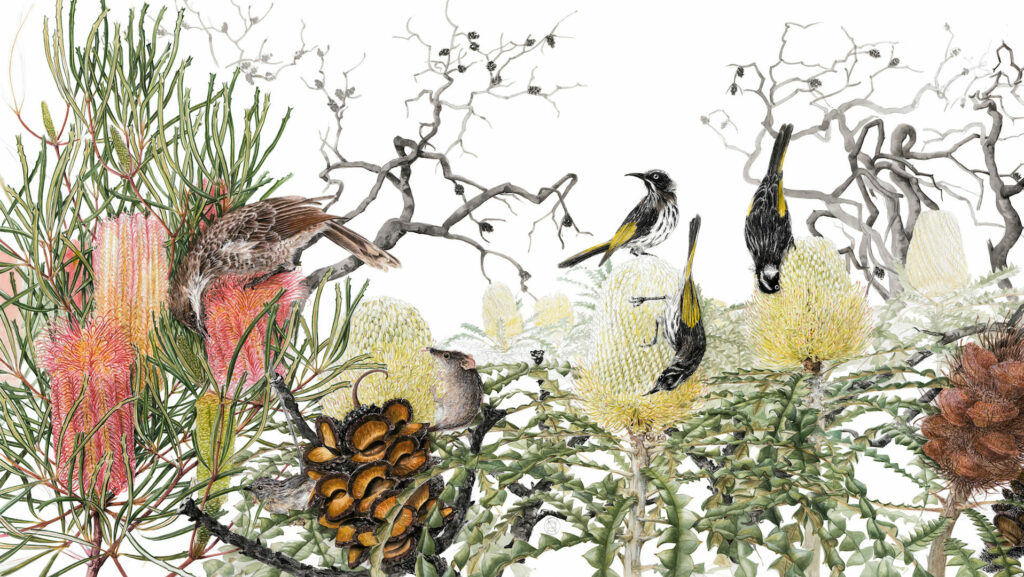 Banksias and Pollinators – Cape Arid Artwork