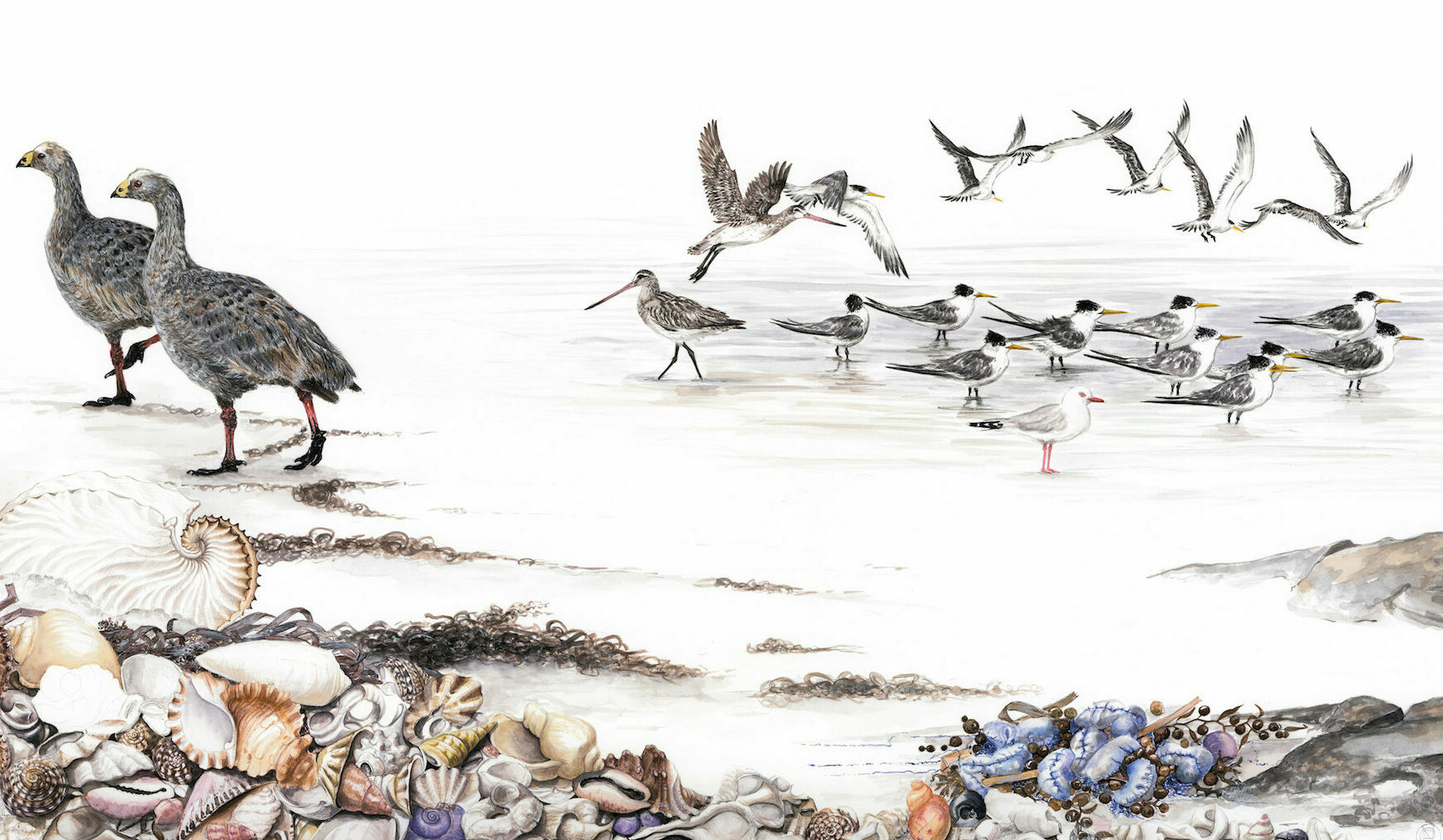 Cape Barren Geese and Paper Nautilus – Cape Arid Artwork