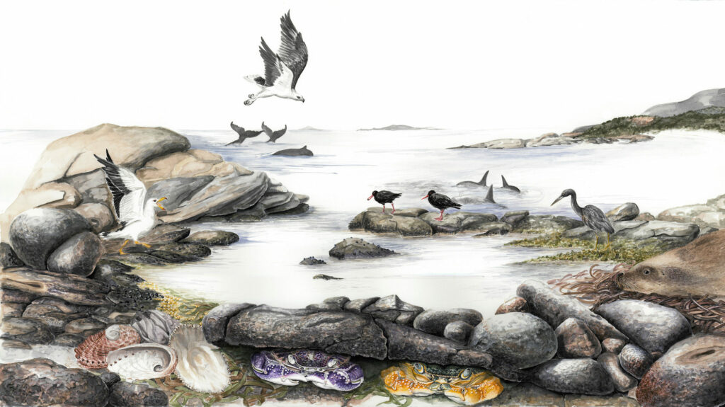 Rockpool with Crabs and Seal – Cape Arid Artwork