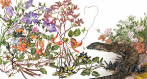 Heath Monitor and Hibiscus – Cape Arid Artwork